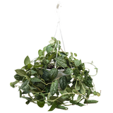 Pothos 'Satin'
