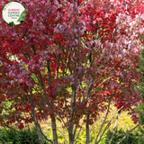 Alt text: Close-up photo of an Acer rubrum 'Autumn Red' plant, highlighting its stunning autumn foliage. The deciduous tree displays a rich array of red and crimson leaves, transitioning from green to fiery hues. The image captures the vivid and vibrant colors of the 'Autumn Red' variety, adding a striking element to the fall landscape.