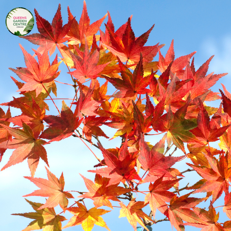 "Acer x freemanii 'Jeffersred', commonly known as Autumn Blaze Maple, is a magnificent deciduous tree cherished for its stunning fall foliage. The image showcases a mature Acer x freemanii 'Jeffersred' (Autumn Blaze) plant, displaying its vibrant green leaves that transform into intense shades of fiery red, orange, and yellow during the autumn season.