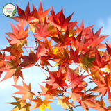 "Acer x freemanii 'Jeffersred', commonly known as Autumn Blaze Maple, is a magnificent deciduous tree cherished for its stunning fall foliage. The image showcases a mature Acer x freemanii 'Jeffersred' (Autumn Blaze) plant, displaying its vibrant green leaves that transform into intense shades of fiery red, orange, and yellow during the autumn season.