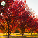 "Acer x freemanii 'Jeffersred', commonly known as Autumn Blaze Maple, is a magnificent deciduous tree cherished for its stunning fall foliage. The image showcases a mature Acer x freemanii 'Jeffersred' (Autumn Blaze) plant, displaying its vibrant green leaves that transform into intense shades of fiery red, orange, and yellow during the autumn season.