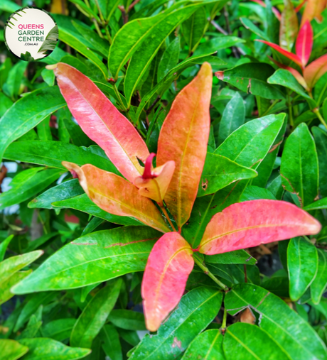 "Close-up of Acmena smithii Minor plant, featuring small, glossy leaves and a compact growth habit. This evergreen shrub, commonly known as Minor's Dwarf Lilly Pilly, adds charm to gardens and landscapes with its lush foliage."