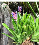 A close-up photograph of an Aechmea gamosepala, commonly known as the Matchstick Bromeliad. The plant features a vibrant rosette of green leaves with spiky edges. The central focal point showcases a tall inflorescence, resembling a cluster of matchsticks.