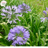 Close-up photo of an Agapanthus Bella plant, a cultivar of the Agapanthus genus, showcasing its beautiful blue blossoms. The plant features tall, slender stems adorned with clusters of trumpet-shaped flowers. Each flower consists of numerous petals arranged in a spherical shape, creating a stunning floral display. The petals exhibit a vibrant blue color, reminiscent of the sky on a clear summer day.