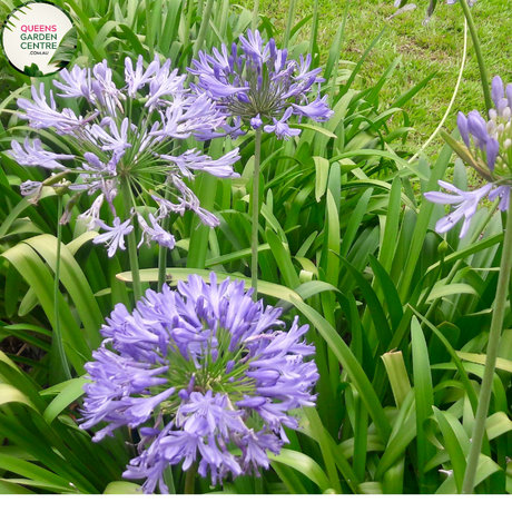 Close-up photo of an Agapanthus Bella plant, a cultivar of the Agapanthus genus, showcasing its beautiful blue blossoms. The plant features tall, slender stems adorned with clusters of trumpet-shaped flowers. Each flower consists of numerous petals arranged in a spherical shape, creating a stunning floral display. The petals exhibit a vibrant blue color, reminiscent of the sky on a clear summer day.