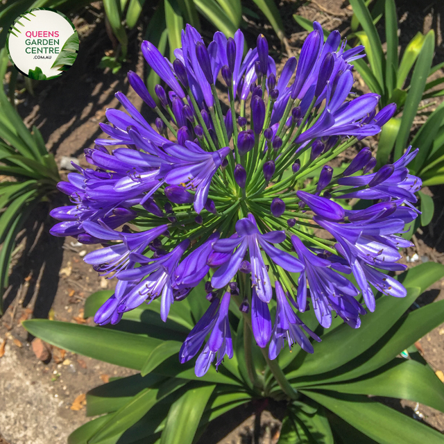  Close-up of Agapanthus Purple Cloud: This image focuses closely on the striking purple blooms of the Agapanthus Purple Cloud. Each flower head features numerous trumpet-shaped blossoms clustered together, showcasing their rich purple hue. The petals display intricate vein patterns and delicate texture, adding depth and dimension to the blooms. 