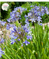 "Close-up of Agapanthus praecox Blue plant with vibrant blue flowers in full bloom against green foliage."