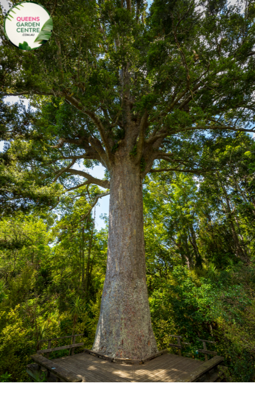 "Close-up of Agathis robusta, commonly known as Kauri Pine, displaying its large, glossy green needles and distinctive coniferous form. This evergreen tree adds a majestic presence to landscapes and gardens."