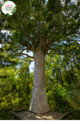 "Close-up of Agathis robusta, commonly known as Kauri Pine, displaying its large, glossy green needles and distinctive coniferous form. This evergreen tree adds a majestic presence to landscapes and gardens."