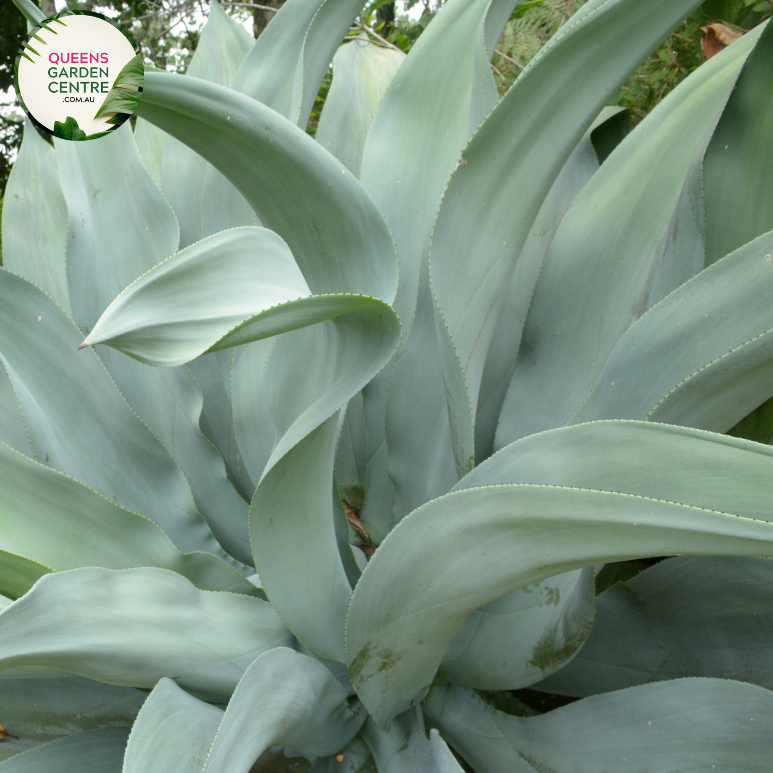 Alt text: Agave attenuata 'Boutin's Blue,' a distinctive succulent plant with rosettes of smooth, arching, blue-green leaves. Known for its elegant and architectural form, this Agave variety is appreciated for its soft and spineless leaves, making it a popular choice for gardens and landscapes, especially in arid and Mediterranean-inspired settings.