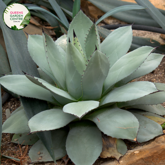 Alt text: Agave attenuata 'Boutin's Blue,' a distinctive succulent plant with rosettes of smooth, arching, blue-green leaves. Known for its elegant and architectural form, this Agave variety is appreciated for its soft and spineless leaves, making it a popular choice for gardens and landscapes, especially in arid and Mediterranean-inspired settings.