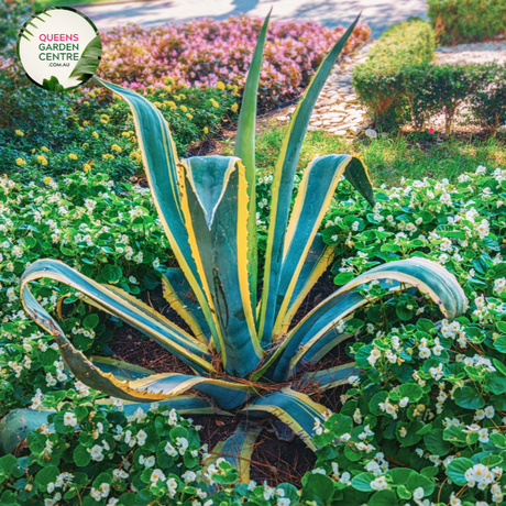 Alt text: Agave americana variegata, a visually striking succulent plant with rosettes of spiky leaves featuring a variegated pattern of green and creamy white stripes. Known for its architectural beauty, this variegated century plant adds a touch of elegance to gardens and landscapes, particularly appreciated for its unique foliage coloration.
