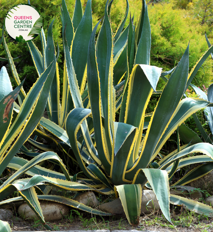 Alt text: Agave americana, a striking succulent plant with rosettes of thick, spiky leaves. Commonly known as the Century Plant, it features a distinctive architectural form and is often used for xeriscaping or as a focal point in arid gardens. The leaves are gray-green, and the plant is well-adapted to hot and dry conditions.