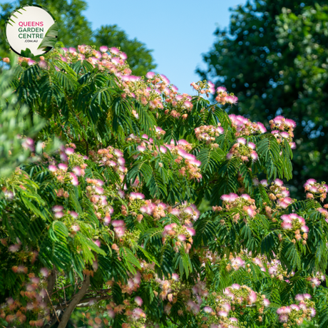 Alt text: Albizia julibrissin, commonly known as the Pink Silk Tree, is a deciduous tree with fern-like leaves and showy pink pom-pom-like flowers. Native to Asia, it is prized for its ornamental value in gardens and landscapes. The Pink Silk Tree provides dappled shade and adds a touch of elegance with its graceful form and vibrant blooms.