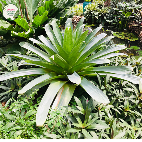 A close-up image of an Alcantarea imperialis Rubra Bromeliad plant is depicted. The plant features large, vibrant reddish-purple leaves with prominent silvery-gray scales covering the surface. The leaves are arranged in a rosette formation, forming an impressive focal point. The plant's central cup-shaped structure holds water, providing a habitat for small organisms and contributing to its unique appeal.