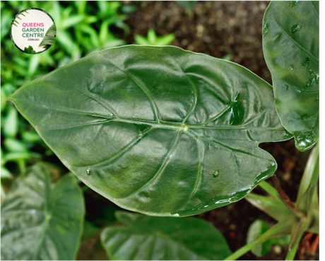 Close-up photo of an Alocasia wentii plant, showcasing its captivating foliage and texture. The plant features large, heart-shaped leaves with a deep, glossy green color. The leaves have prominent, raised veins that create an intricate pattern, adding depth and visual interest. The surface of the leaves is smooth and slightly shiny, enhancing the overall allure of the plant. 