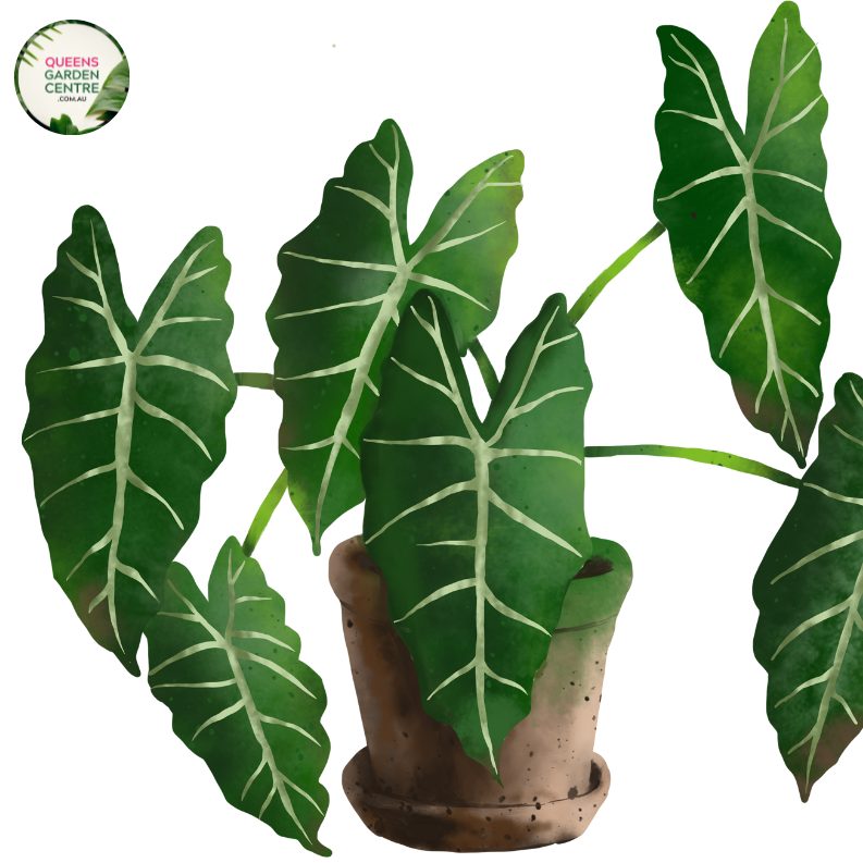 Close-up photo of an Alocasia zebrina Sarian plant, showcasing its distinctive foliage and striking pattern. The plant features large, arrowhead-shaped leaves with a vibrant green color and prominent white veins. The veins create a distinct zebra-like pattern, giving the plant its common name. The leaves have a glossy texture, adding to their visual appeal. 