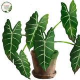 Close-up photo of an Alocasia zebrina Sarian plant, showcasing its distinctive foliage and striking pattern. The plant features large, arrowhead-shaped leaves with a vibrant green color and prominent white veins. The veins create a distinct zebra-like pattern, giving the plant its common name. The leaves have a glossy texture, adding to their visual appeal. 