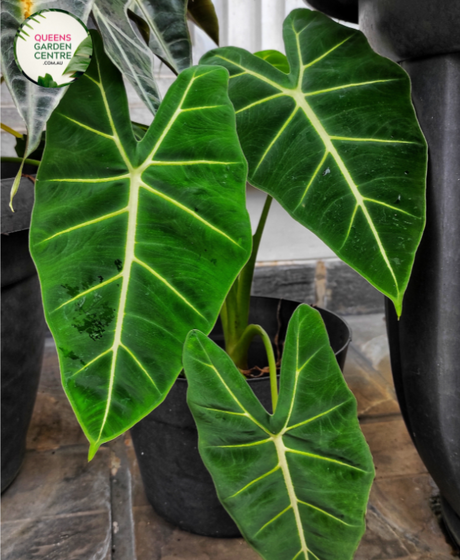 Close-up photo of an Alocasia zebrina Sarian plant, showcasing its distinctive foliage and striking pattern. The plant features large, arrowhead-shaped leaves with a vibrant green color and prominent white veins. The veins create a distinct zebra-like pattern, giving the plant its common name. The leaves have a glossy texture, adding to their visual appeal. 