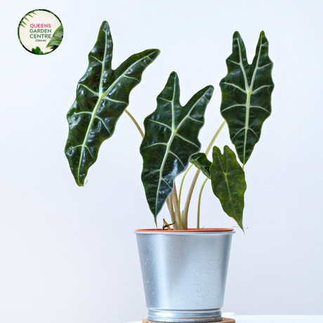 Close-up photo of an Alocasia zebrina Sarian plant, showcasing its distinctive foliage and striking pattern. The plant features large, arrowhead-shaped leaves with a vibrant green color and prominent white veins. The veins create a distinct zebra-like pattern, giving the plant its common name. The leaves have a glossy texture, adding to their visual appeal. 