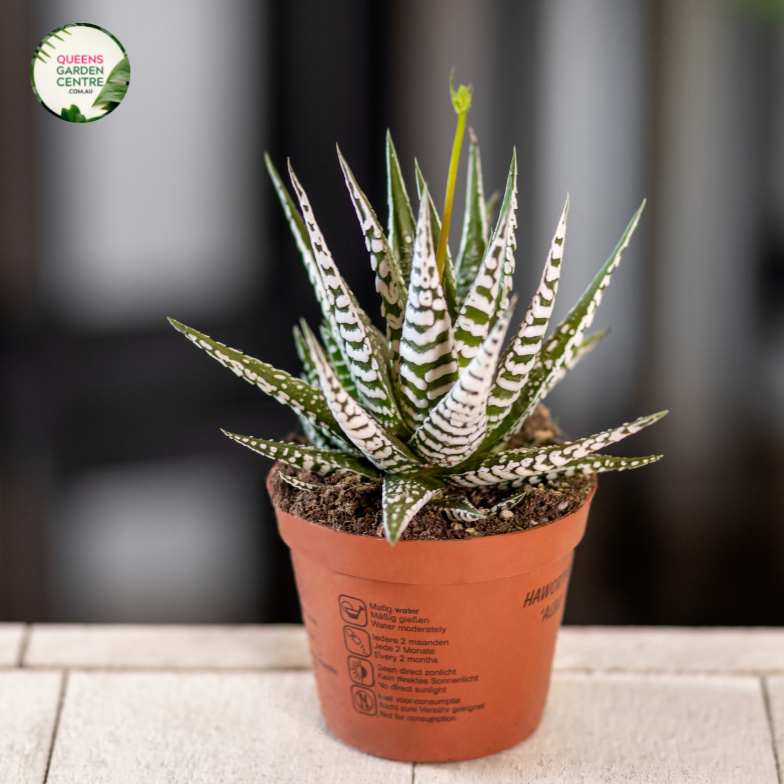 Close-up photo of an Aloe Variegata Gator plant showcasing its unique patterned leaves. The succulent plant features rosettes of fleshy leaves with vibrant green and creamy white stripes running vertically across each leaf. The leaves are thick and triangular, tapering to a sharp point. The plant is sitting in a pot, with a textured surface visible in the background.