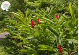 "Close-up of Alpinia caerulea 'Red Back,' featuring vibrant green leaves with contrasting red undersides. This tropical ornamental plant adds a splash of color and exotic beauty to gardens and landscapes."