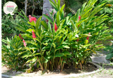 "Close-up of Alpinia caerulea 'Red Back,' featuring vibrant green leaves with contrasting red undersides. This tropical ornamental plant adds a splash of color and exotic beauty to gardens and landscapes."