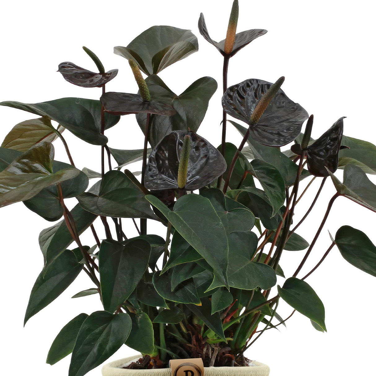 Close-up of an Anthurium Andreanum 'Black Love' flower, showcasing its striking dark purple to black spathes and bright yellow spadix. The glossy leaves surround the bloom, highlighting the plant's elegant, tropical appearance.