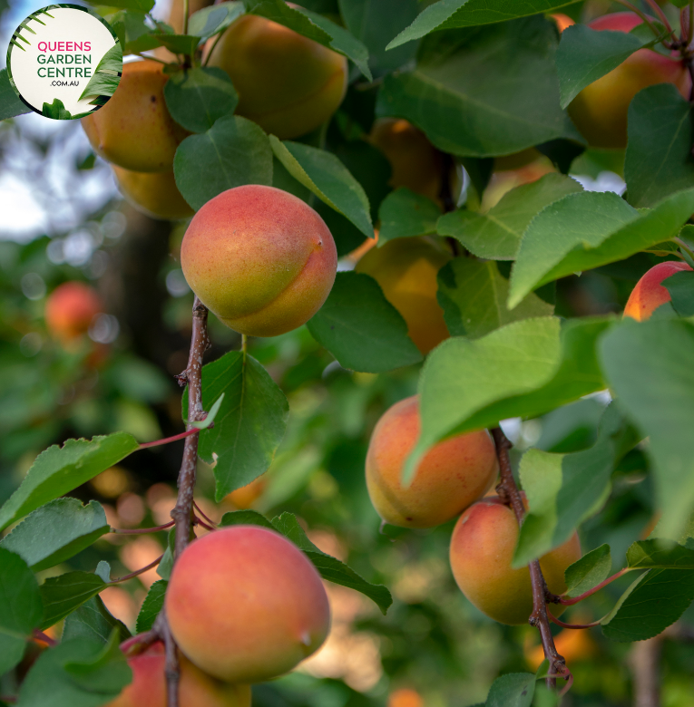 Alt text: Close-up photo of a Cot N Candy Apricot/Plum Hybrid (Prunus armeniaca hybrid) plant. The deciduous tree displays lush green foliage with a mix of apricot and plum fruits. The image captures the vibrant colors of the hybrid's ripe fruits, showcasing a delightful blend of orange and purple hues. The Cot N Candy hybrid is characterized by its unique fruit combination, adding ornamental and edible appeal to the landscape.