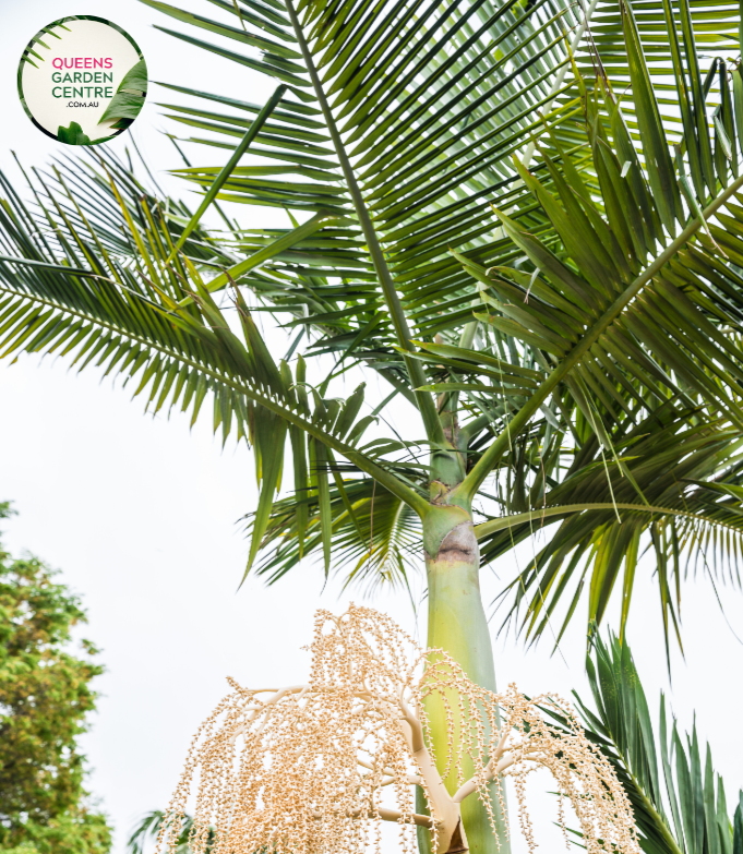 Alt Text: "Archontophoenix alexandrae, known as the Alexandra Palm, displaying lush, feather-like fronds and a graceful tropical demeanor."