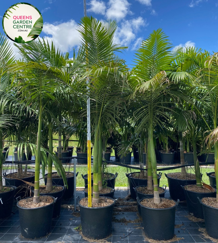 Alt Text: "Archontophoenix alexandrae, known as the Alexandra Palm, displaying lush, feather-like fronds and a graceful tropical demeanor."