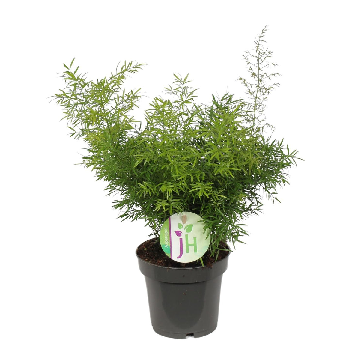 Asparges Cwebe - Ø12cm - ↕30cm