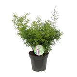 Asparges Cwebe - Ø12cm - ↕30cm