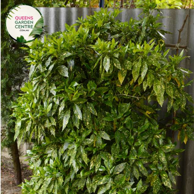"Close-up of Aucuba japonica, commonly known as Japanese Aucuba or Gold Dust Plant, featuring glossy, serrated leaves with distinctive gold speckles. This evergreen shrub adds a touch of vibrant greenery and elegance to gardens and landscapes."