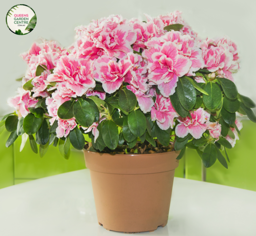  Close-up photo of an Azalea Aut Twist™ Rhododendron Hybrid 'CONLEP' plant, showcasing its unique and captivating flowers. The plant features a cluster of large, double blooms in shades of pink and white. The petals are intricately twisted and layered, creating a beautiful and textural display.