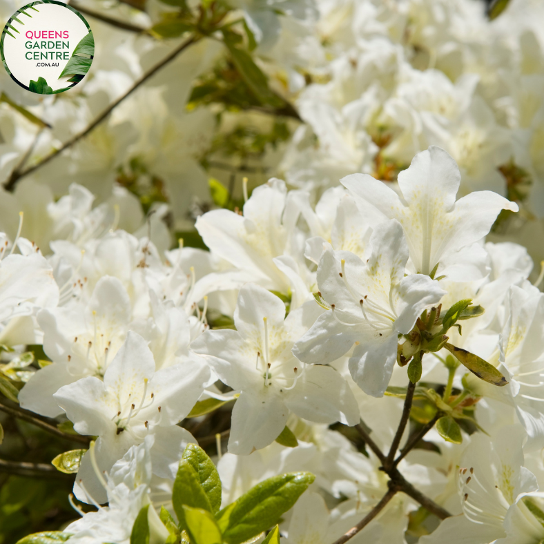 Close-up photo of an Azalea Aut 'Lily' Rhod Hybrid plant, showcasing its vibrant and delicate flowers. The plant features a cluster of beautiful, trumpet-shaped flowers in various shades of pink. The petals have a soft and velvety texture, and they form a harmonious arrangement around the center of the flower.