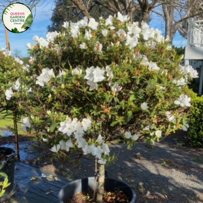 Azalea Indica Alba Magnifica Balls