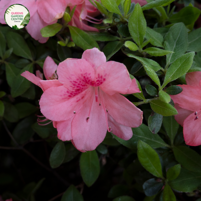 "Close-up of Azalea indica plant, featuring vibrant and delicate flowers in shades of pink, white, or lavender. This evergreen shrub, commonly known as Indian Azalea, adds a burst of color to gardens, making it a popular choice for ornamental landscaping."