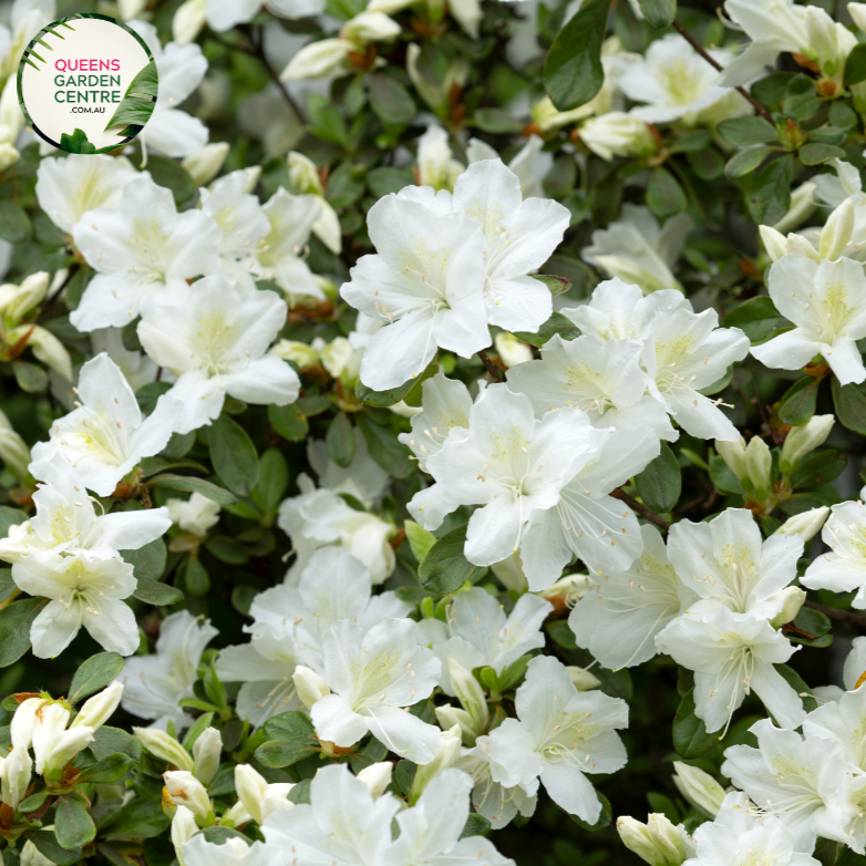 "Close-up of Azalea indica 'Mrs. Kint White,' featuring pure white, elegant blooms against a backdrop of glossy green foliage. This evergreen azalea adds a classic and timeless touch to gardens and landscapes."