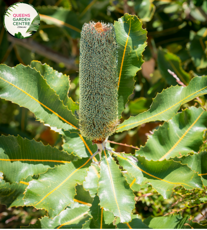 "Close-up view of Banksia robur plant, showcasing its unique cylindrical flower spikes and leathery foliage. This native Australian plant, commonly known as Swamp Banksia, adds distinctive form and texture to gardens and landscapes."