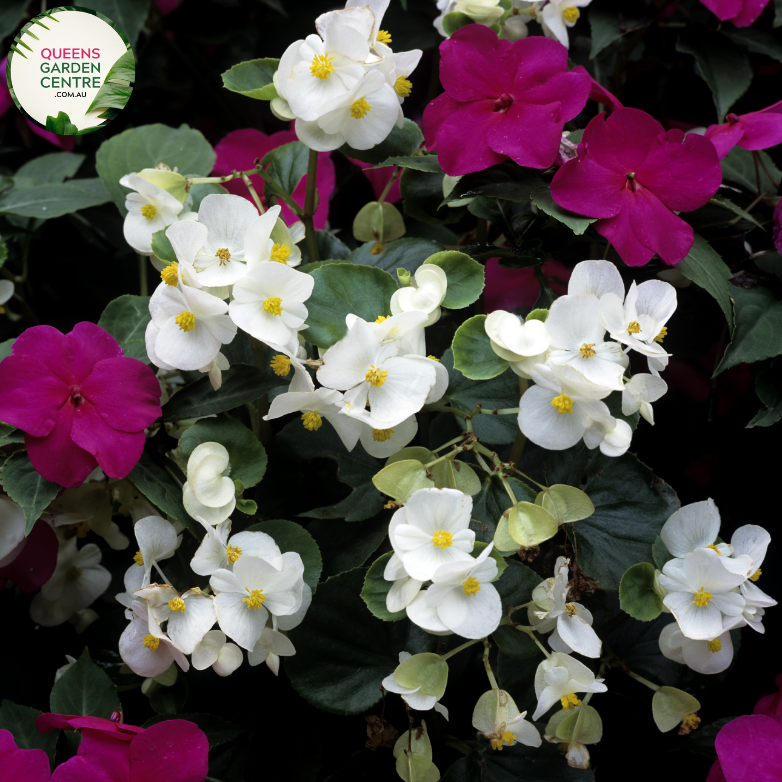 Close-up of Begonia Semperflorens Double Up White: This image showcases the delicate beauty of the Begonia Semperflorens Double Up White flower. Each flower features multiple layers of pristine white petals, creating a lush and full bloom. The intricate details of the petals, with their gently curved edges and textured surface, are highlighted in this close-up shot. The flower is framed by vibrant green foliage, providing a lovely contrast and enhancing its visual appeal. 