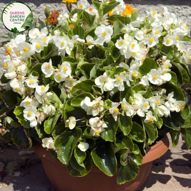 Close-up of Begonia Semperflorens Double Up White: This image showcases the delicate beauty of the Begonia Semperflorens Double Up White flower. Each flower features multiple layers of pristine white petals, creating a lush and full bloom. The intricate details of the petals, with their gently curved edges and textured surface, are highlighted in this close-up shot. The flower is framed by vibrant green foliage, providing a lovely contrast and enhancing its visual appeal. 