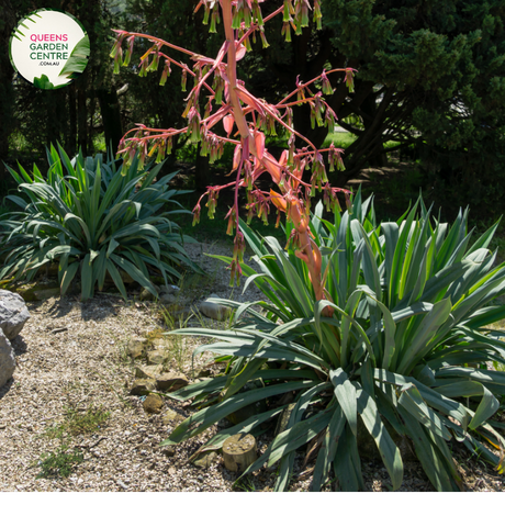 Alt text: Close-up photo of a Beschorneria yuccoides plant, commonly known as the Mexican Lily or Yucca Aloe. This succulent rosette-forming plant features long, arching, strap-like leaves with serrated edges. The leaves, in shades of green and blue-green, radiate from a central point, creating an appealing and architectural form. The image captures the unique and striking appearance of the Beschorneria yuccoides, adding a touch of elegance to arid and succulent gardens.