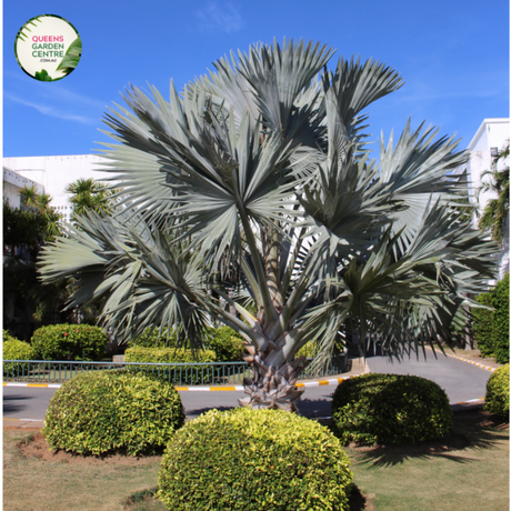  Close-up photo of a Bismarckia nobilis palm plant, showcasing its majestic and tropical features. The plant features a large, fan-shaped frond with silver-blue foliage and deeply divided segments. The frond is held upright by a stout, grayish-brown trunk with prominent leaf scars. The photo captures the intricate details of the palm frond and trunk, highlighting the striking silver-blue color and the overall grandeur of the Bismarckia nobilis palm plant.