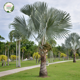 Bismarckia Nobilis