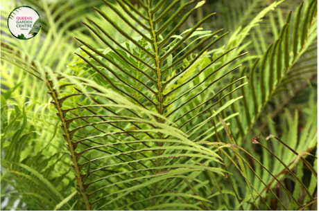 Close-up photo of a Blechnum Gibbum Silver Lady plant, commonly known as Silver Lady Fern, showcasing its elegant and lush fronds. The plant features a cluster of finely divided, silvery-green fronds that create a graceful and delicate appearance. The fronds have a feathery texture and are arranged in a symmetrical manner. The photo captures the intricate details of the fronds, highlighting the silvery-green color, the finely divided segments, and the overall beauty of the Blechnum Gibbum Silver Lady plant.