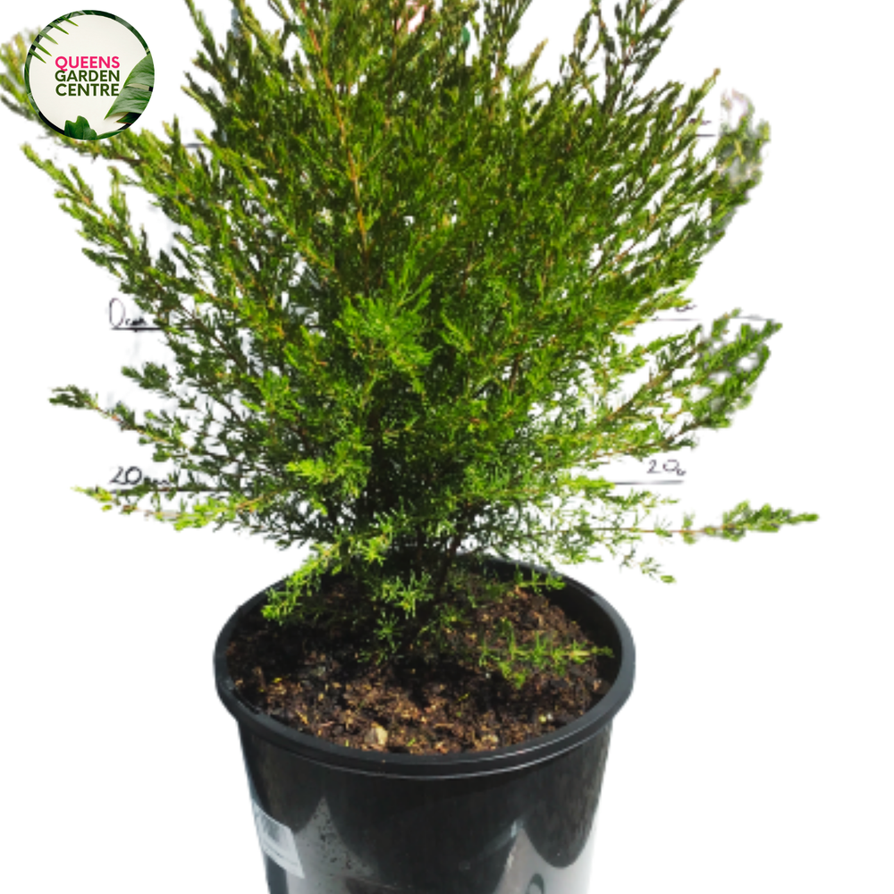 Backhousia citriodora, or lemon myrtle, is a fragrant Australian tree with glossy green leaves and white, fluffy, clustered flowers in bloom.