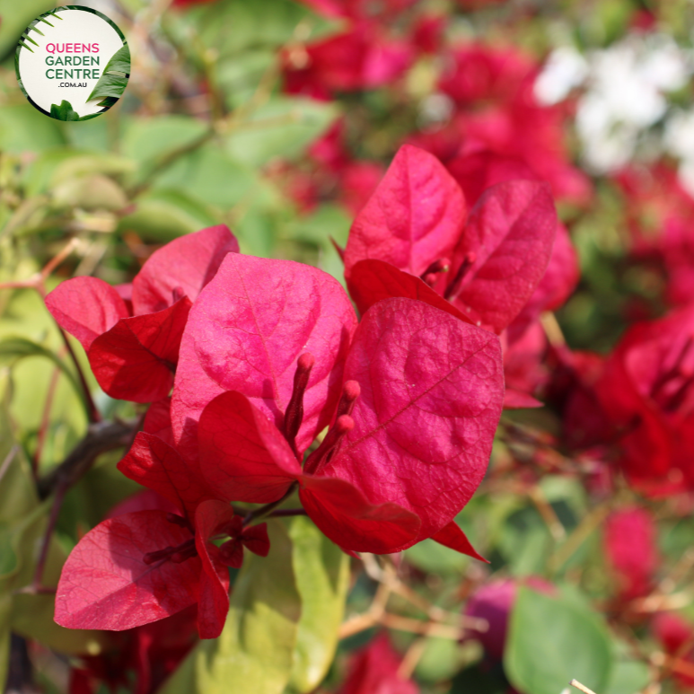 Close-up of Bougainvillea Glabra Scarlet Glory: This image showcases a detailed view of the vibrant Bougainvillea Glabra Scarlet Glory flower. The vivid scarlet petals are prominently displayed, revealing their delicate texture and intricate patterns. The flower's center, adorned with small white stamens, is highlighted, adding to its allure. 