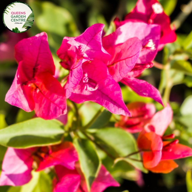 Close-up of Bougainvillea Glabra Scarlet Glory: This image showcases a detailed view of the vibrant Bougainvillea Glabra Scarlet Glory flower. The vivid scarlet petals are prominently displayed, revealing their delicate texture and intricate patterns. The flower's center, adorned with small white stamens, is highlighted, adding to its allure. 