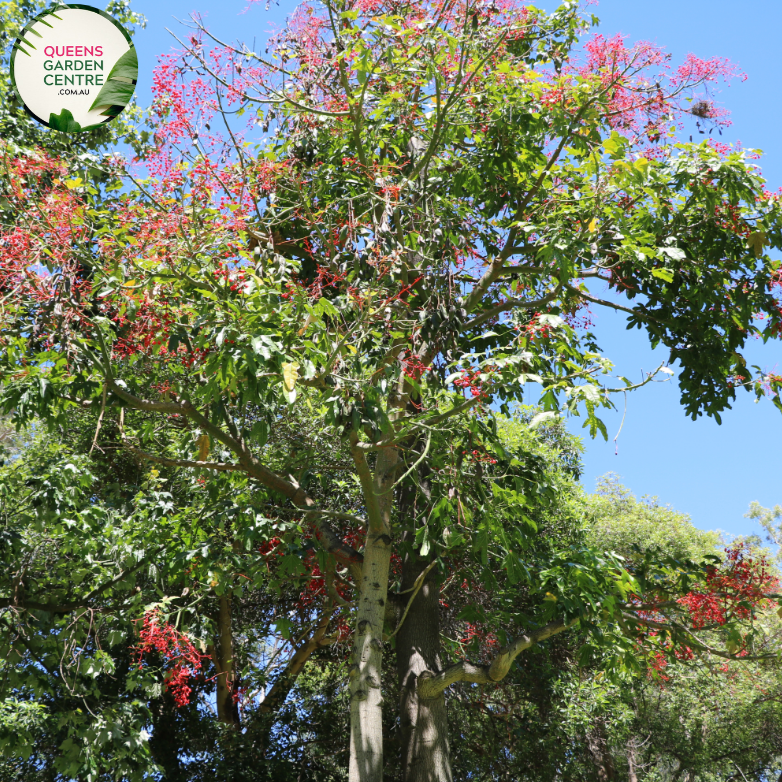 Alt text: Close-up photo of a Brachychiton 'Jerilderie Red' plant, highlighting its distinctively red bell-shaped flowers. The deciduous tree features a canopy adorned with large, striking blossoms that add a burst of vibrant color to the landscape. The image captures the unique and eye-catching beauty of the Brachychiton 'Jerilderie Red,' making it a standout feature in gardens and natural settings.